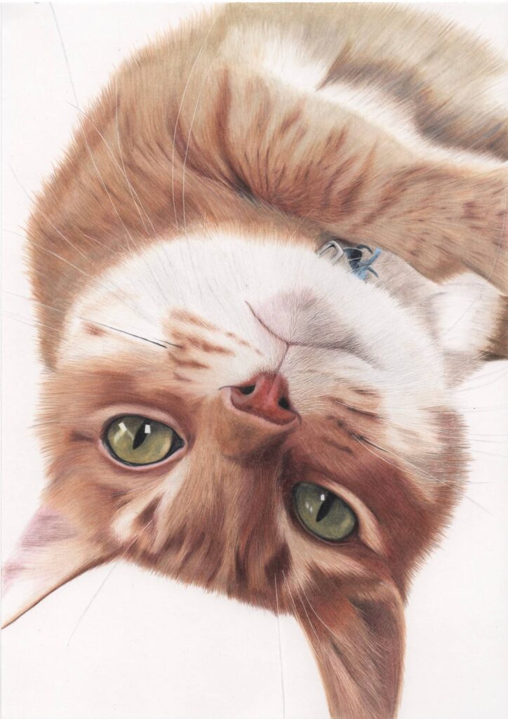 色鉛筆で描いた猫