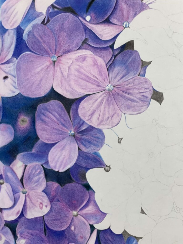 色鉛筆で描いた紫陽花