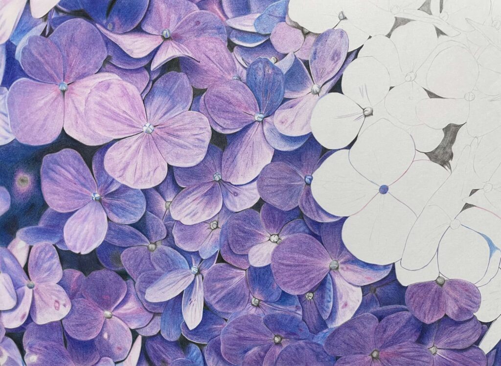 色鉛筆で描いた紫陽花